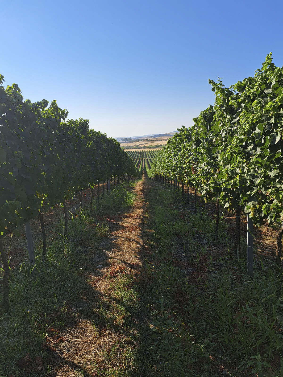 Vigneti di Chardonnay a Miglionico