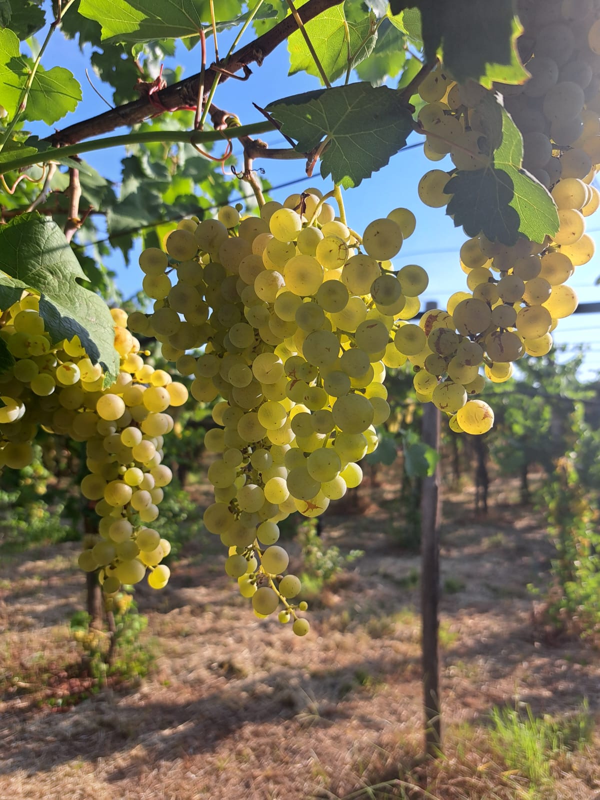 Grappoli di Malvasia