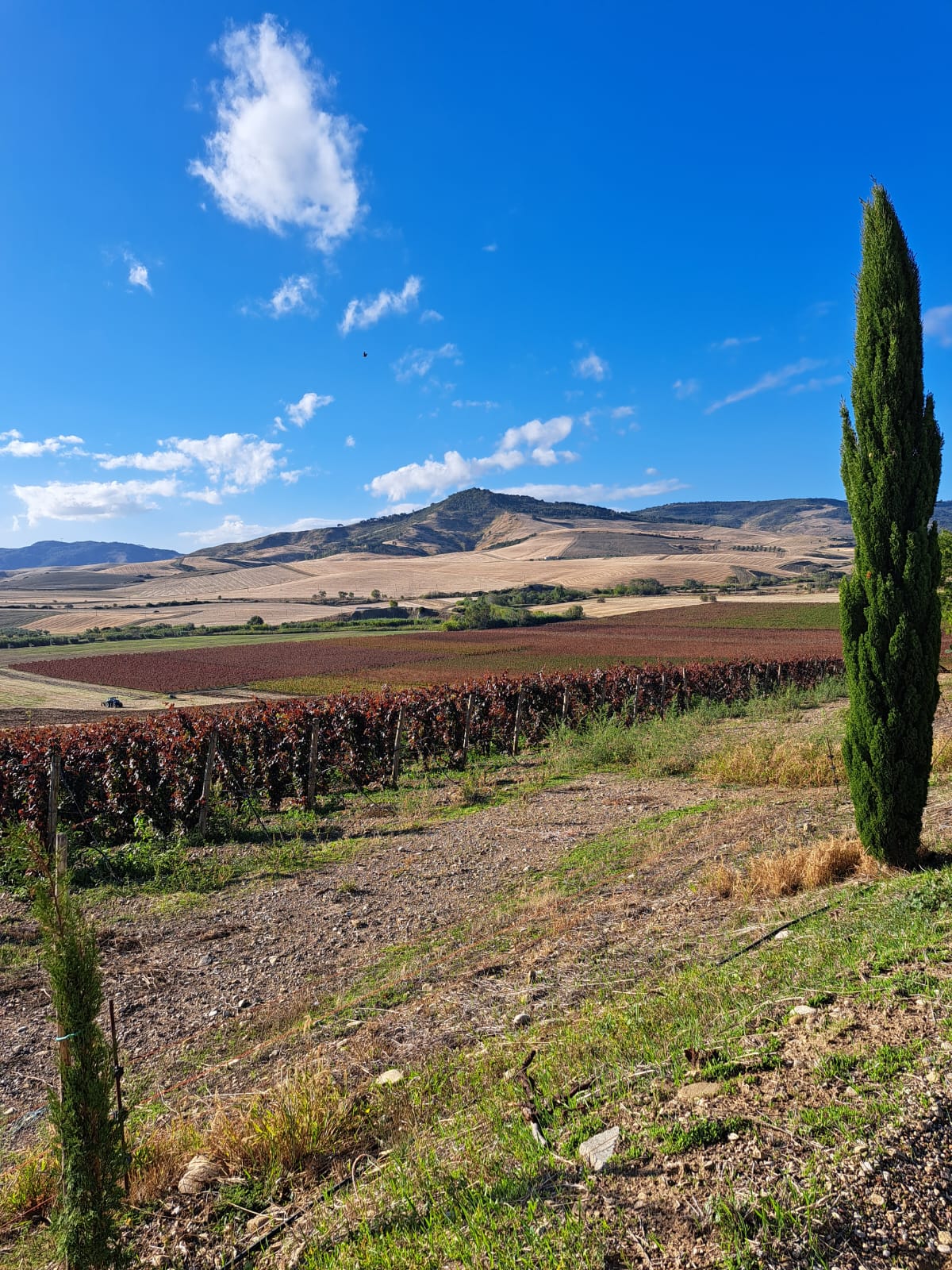 Foliage di un vigneto