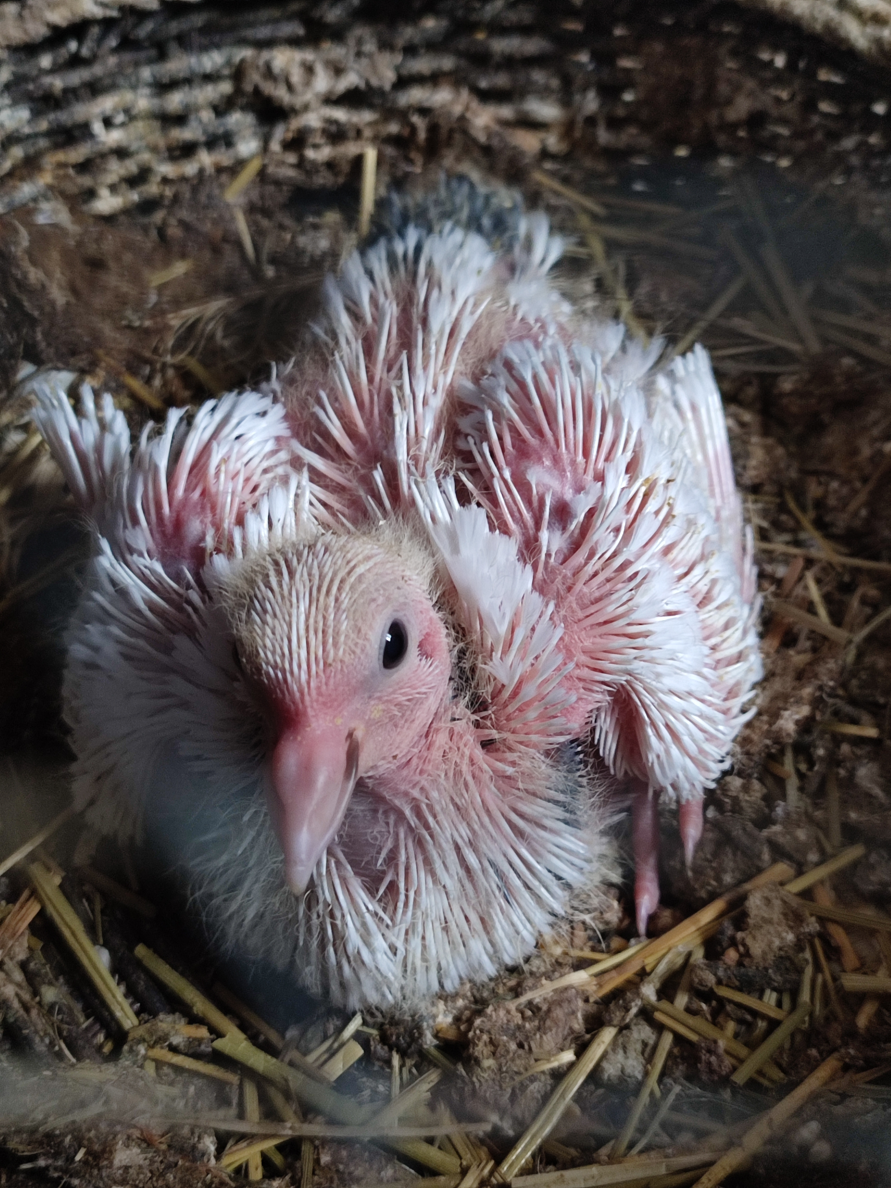 Baby Pigeon