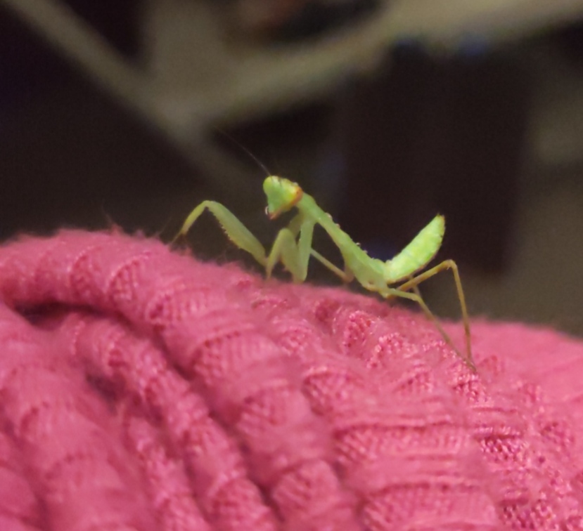 Mantis