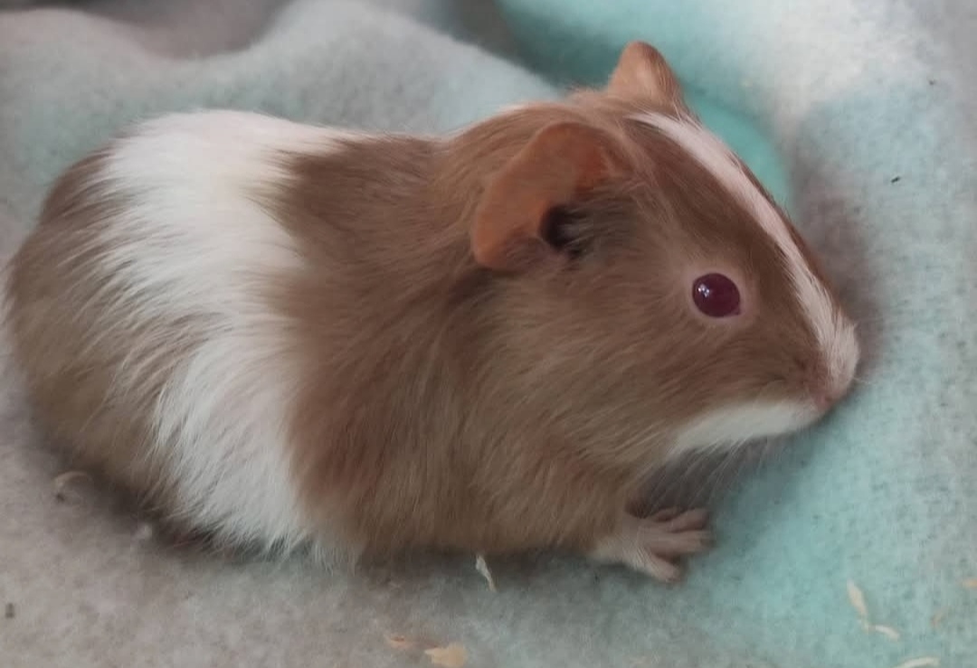 Vivian