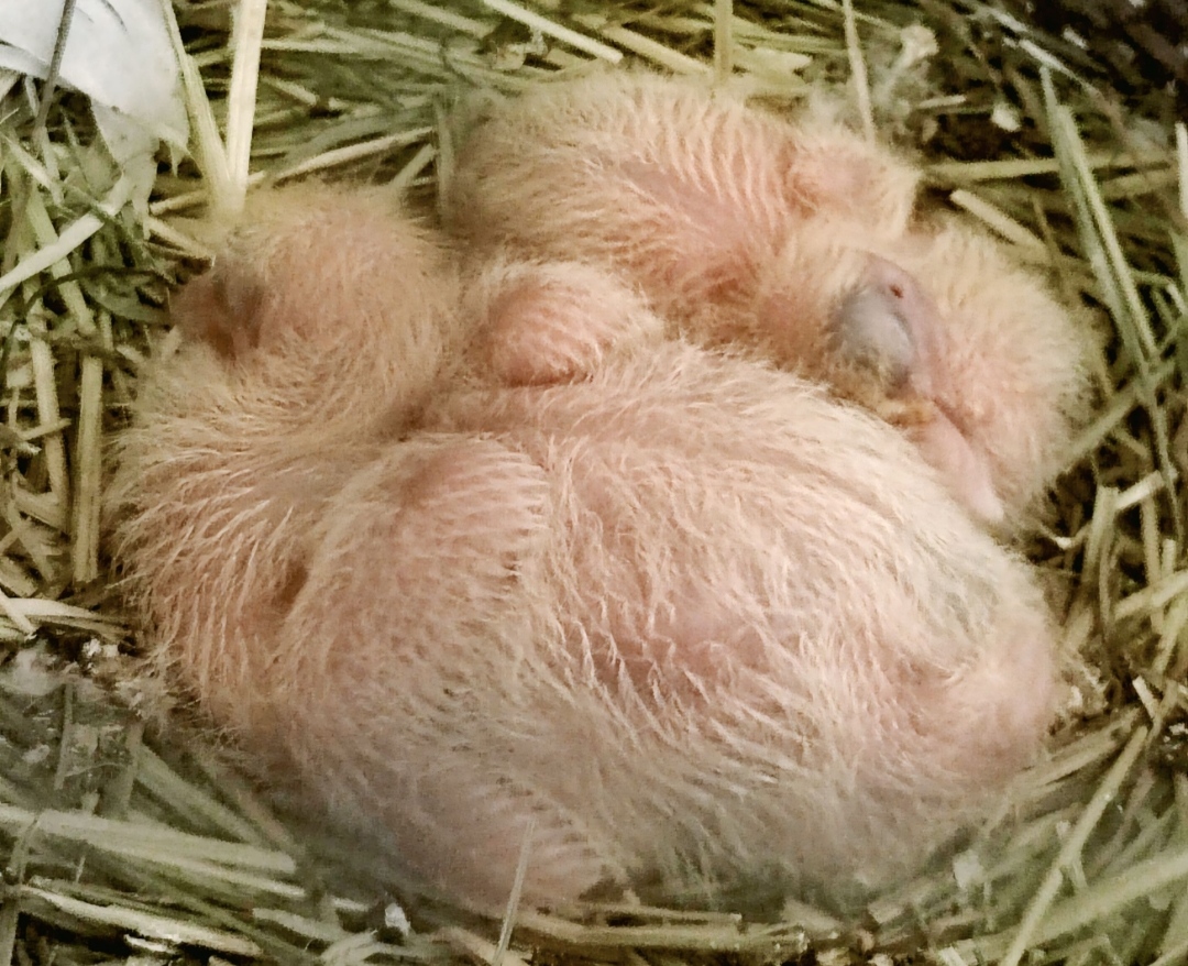 Newborn Pigeons