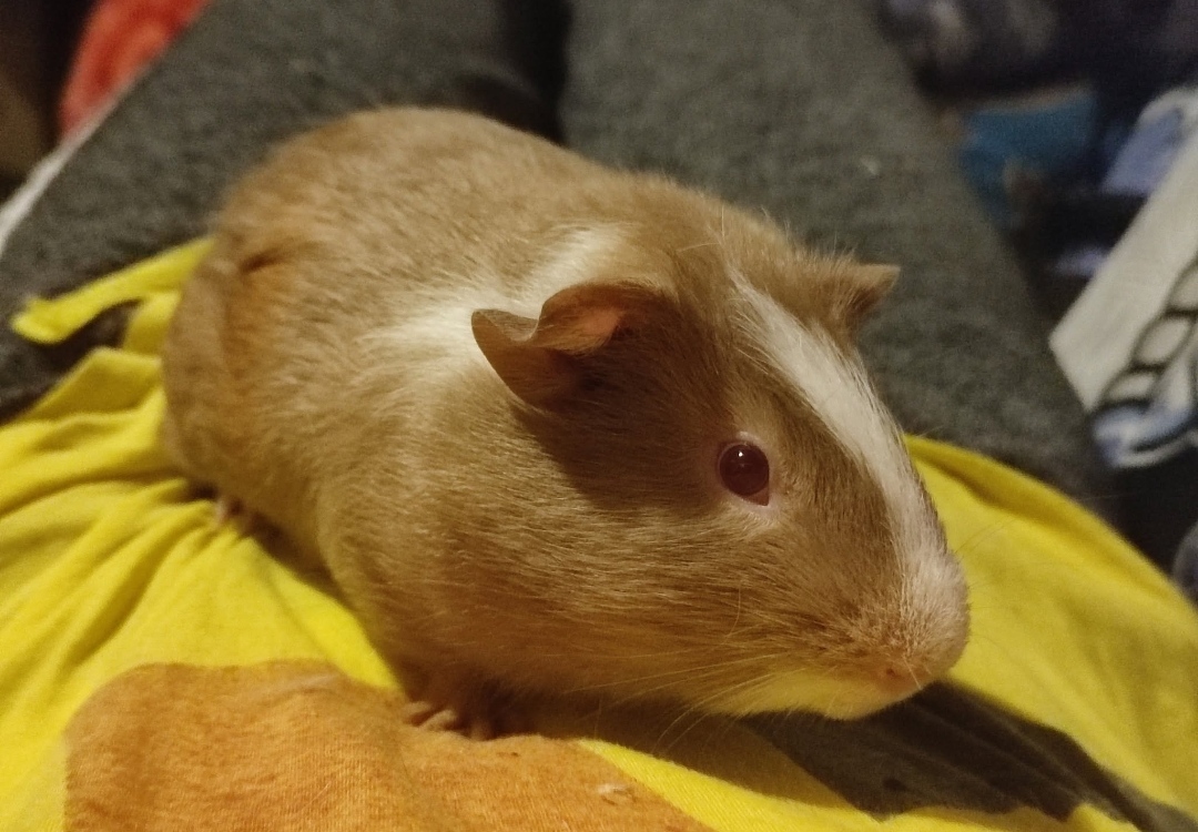 Jasper
