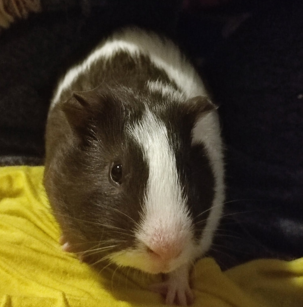 Asher